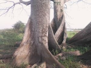 site Ramsar 1018 Biaou Oraly Thèse Larred