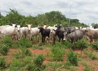 Sédentarisation des troupeaux de ruminants