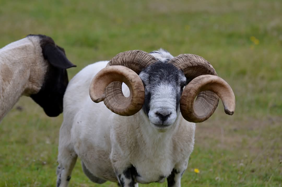 Farm in the Scottish Highlands with large curling horns.